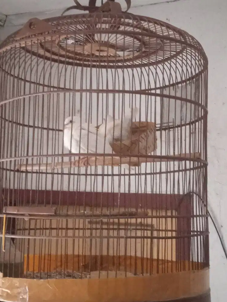 Puter Albino Mata Merah Sepasang