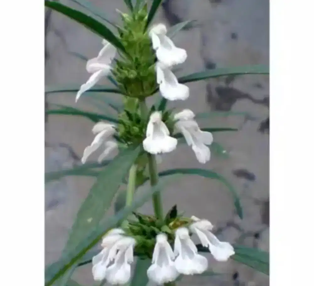 Tanaman pacipaci pohon herbal pacipaci