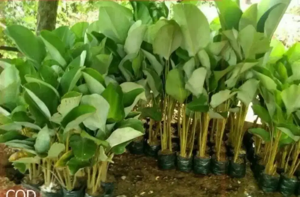 Pohon calatea bedak tanaman kalatea