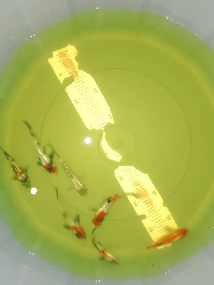 Ikan koi jenis Showa Ginrin 10cm bagus warna pola