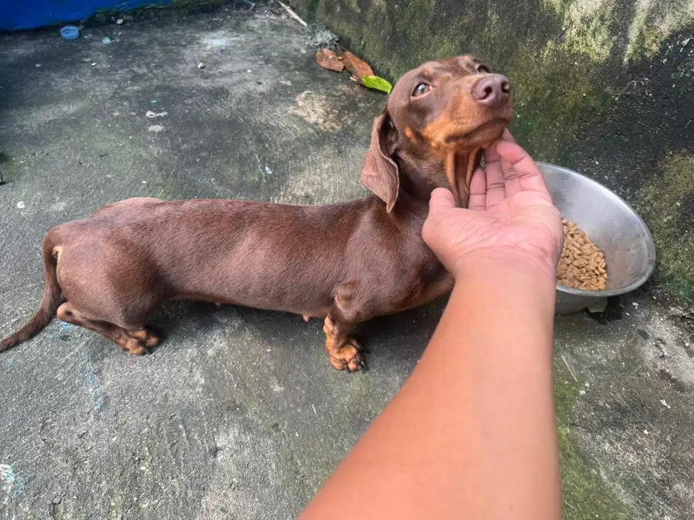 Dachscund/Tekel Betina