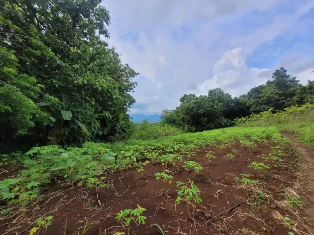 Tanah Strategis dan Murah di Kawasan Tempuran, Magelang dekat dengan Jalan Raya Magelang-Yogya