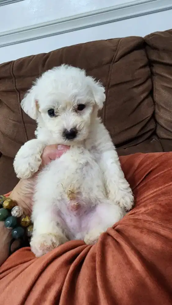 Anakan Bichon Jantan Murahh