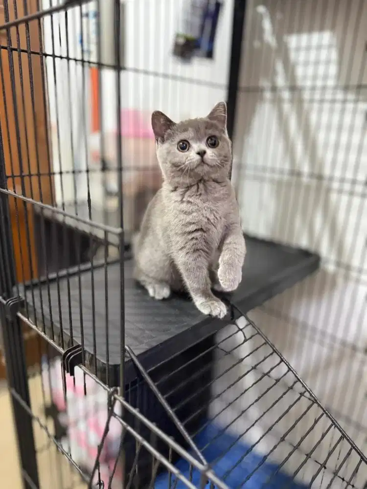 British shorthair