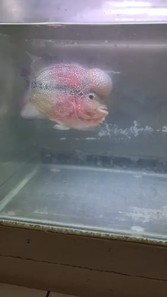 Cencu jumbo two one  ukuran 29 cm/8 jari