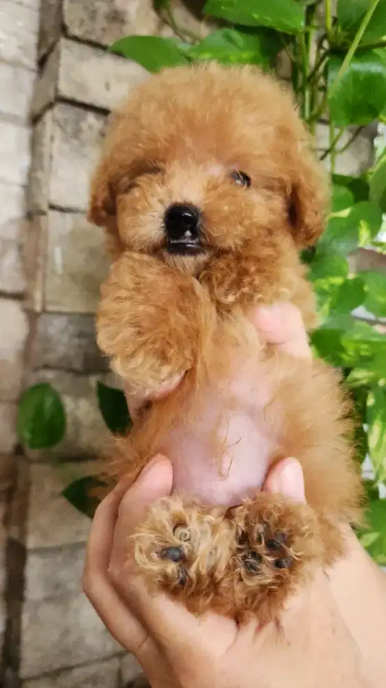 Anakan Poodle Jantan Murahh