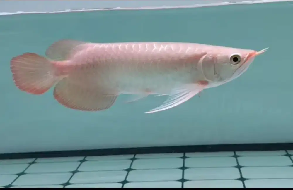Arowana super red cakep 28-30cm kurleb