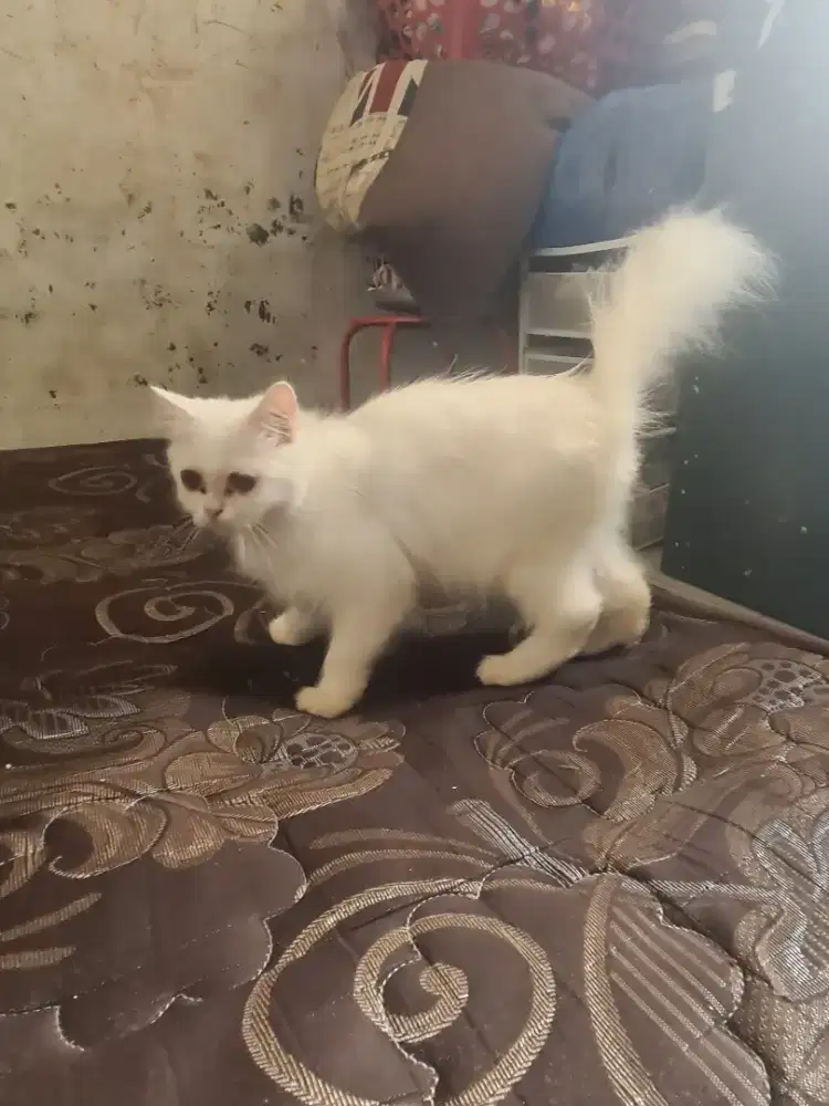 Anabul 7 Bulan Jantan