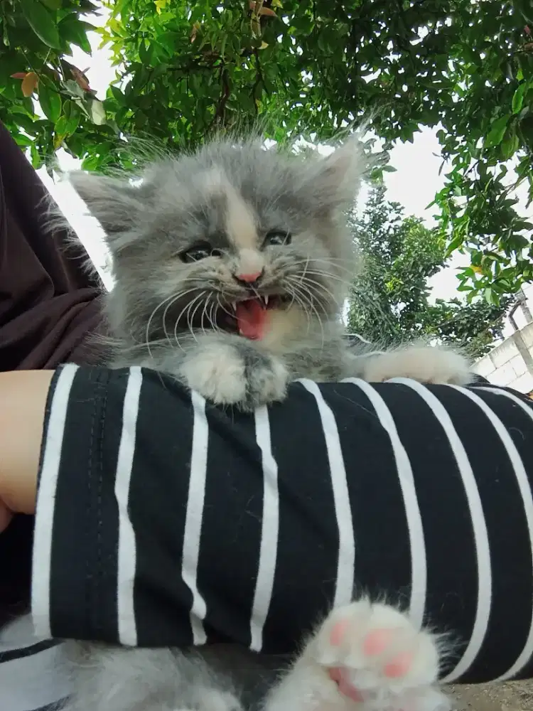 Kitten Persia Medium