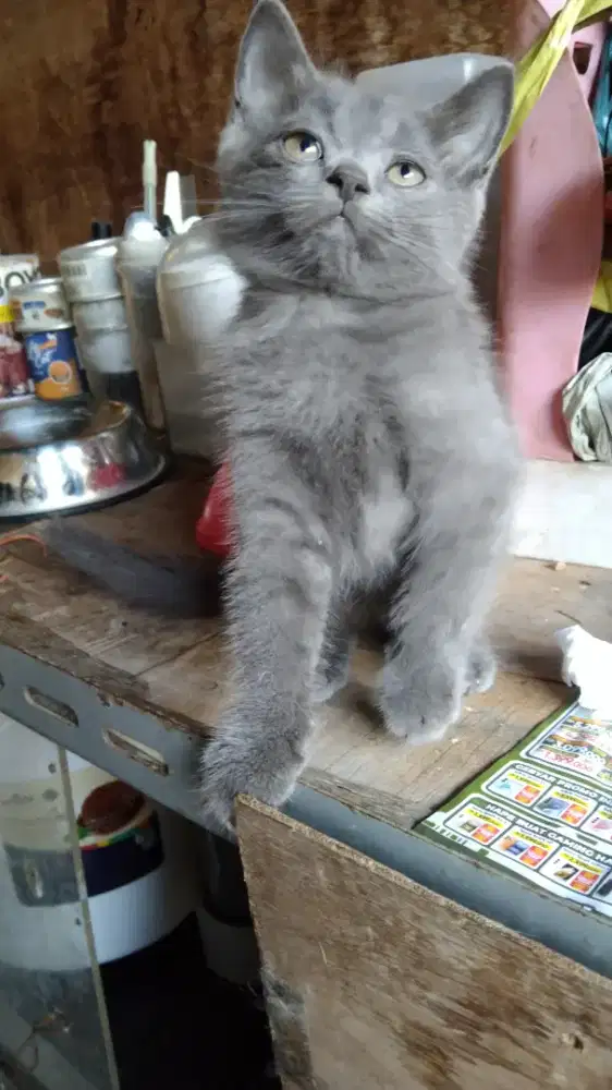 Kitten Persia Medium Abu