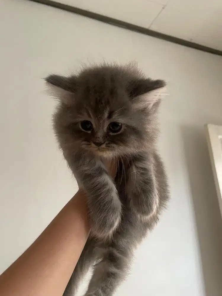 OPEN ADOPSI KUCING PERSIA