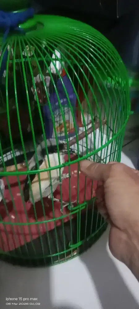 Burung cendet pilis jinak udh mkn vour