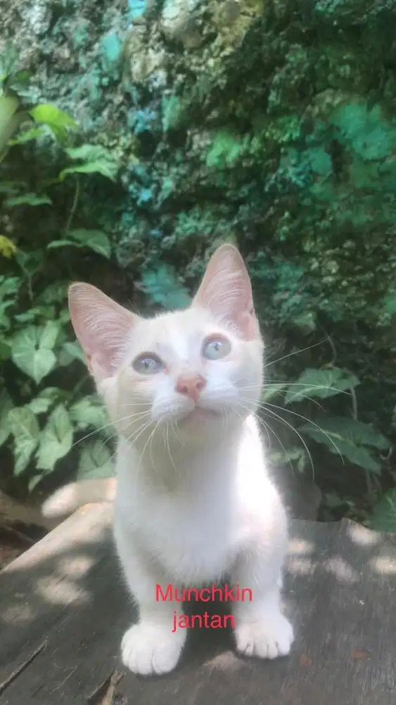 Kucing munchkin jantan