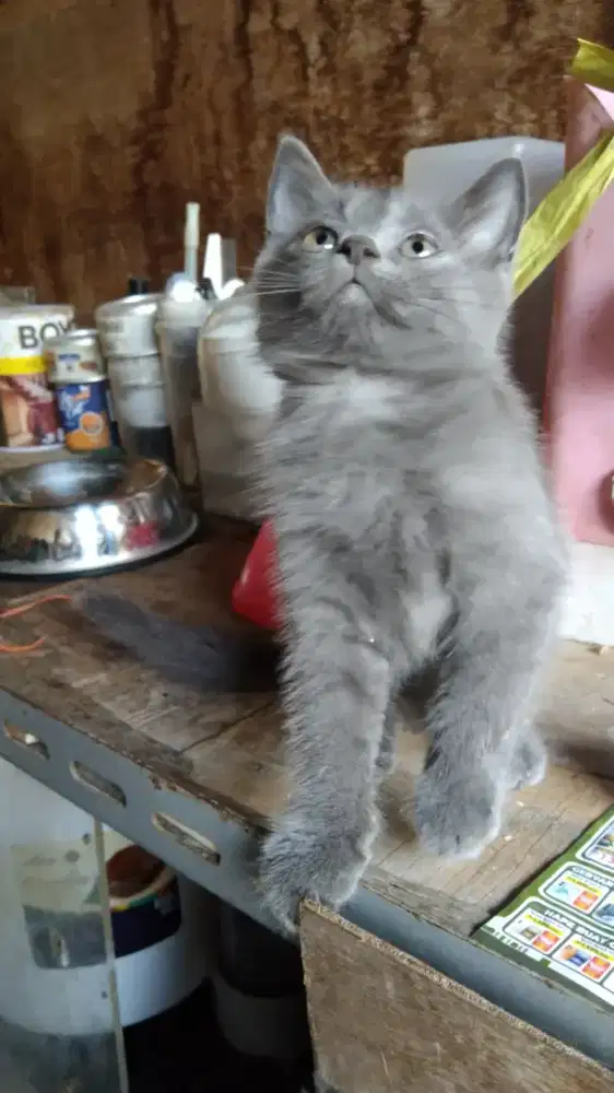Kucing Persia  jantan Abu