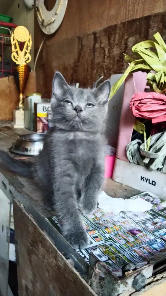 Kitten Persia Abu Jantan