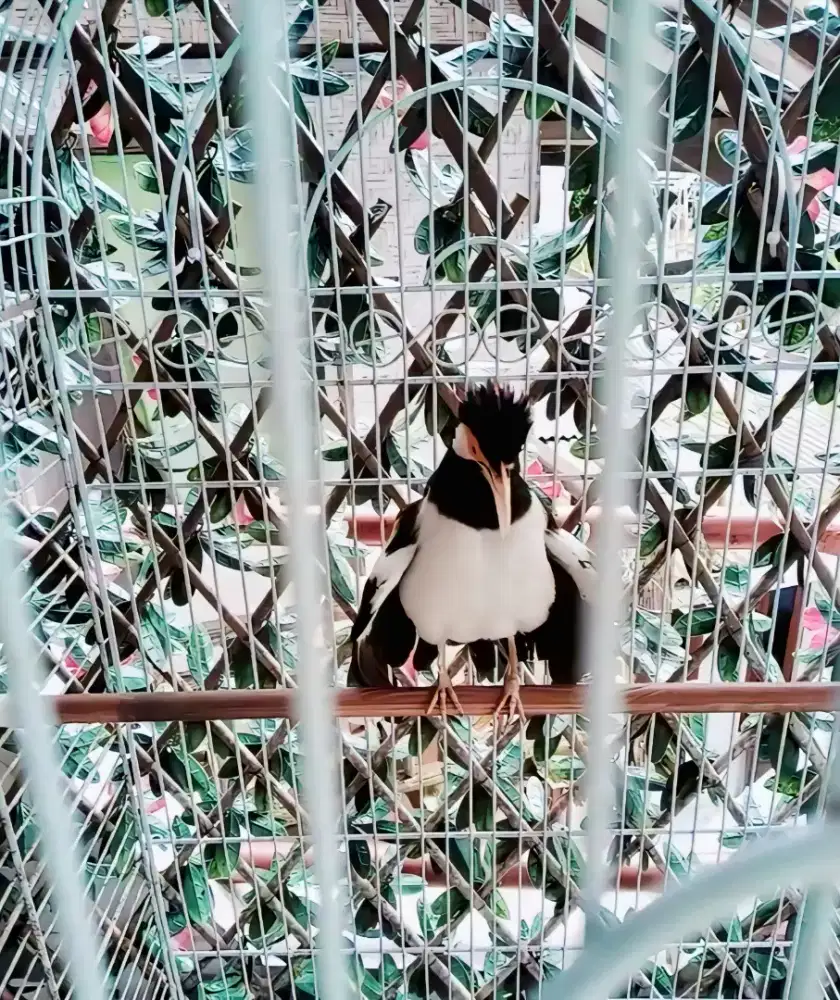 Jalak suren gacor garuda