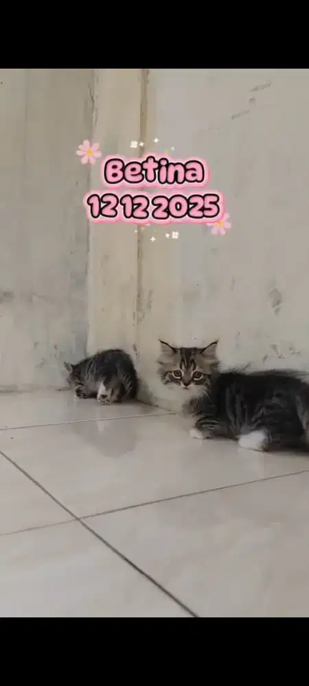 Kitten Munchkin kaki pendek cebol