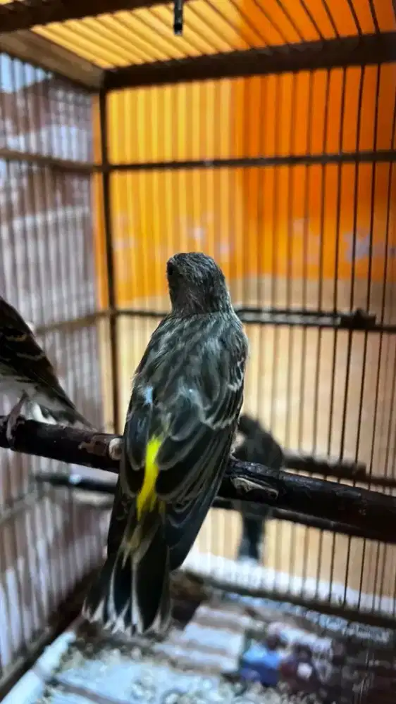 Sepasang blackthroat produksi bawa anak 2