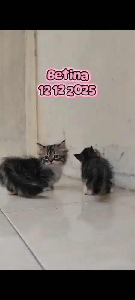 Kitten Munchkin kaki pendek