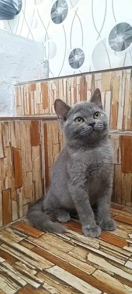 Kitten British shorthair