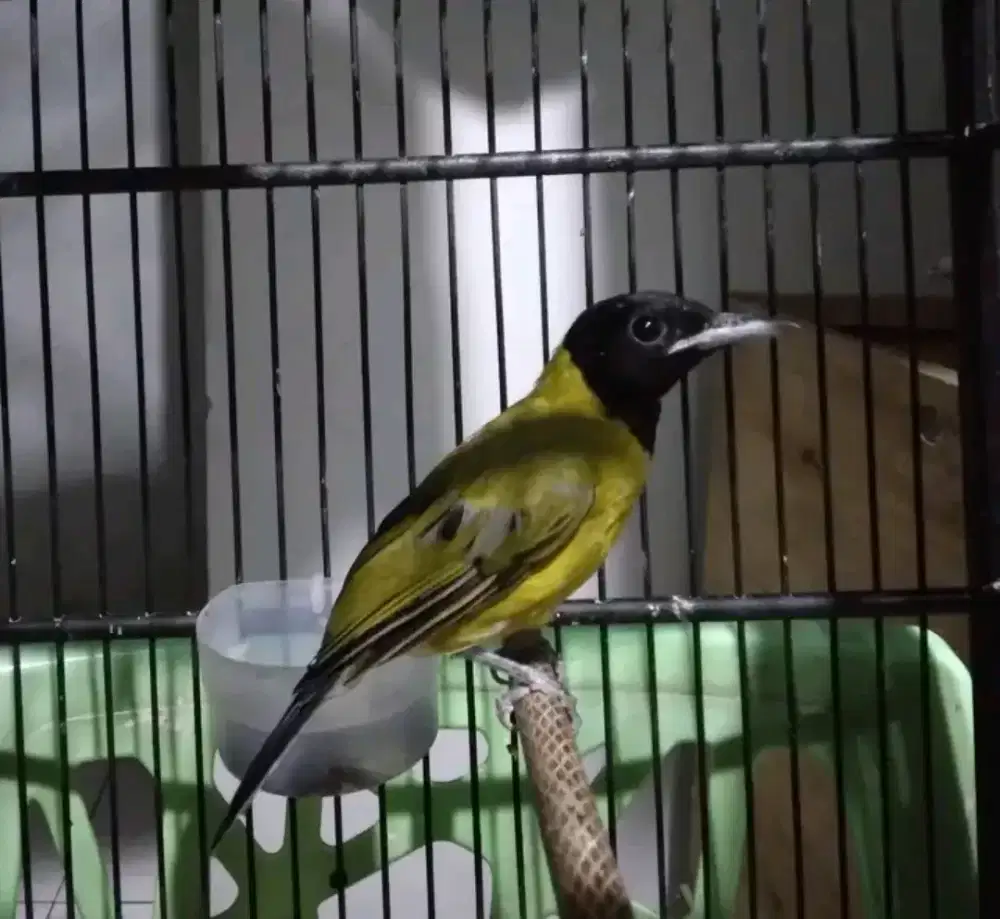 Jual burung samyong jantan mulus dan gacor