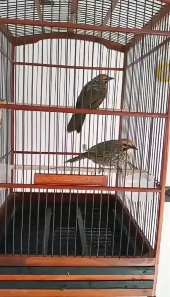 Jual sepasang cucak rowo DNA produksian