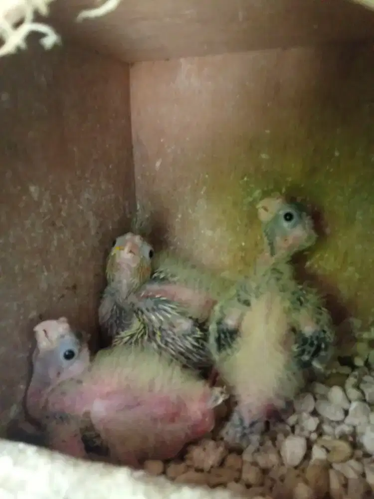 Anankan burung cocktail