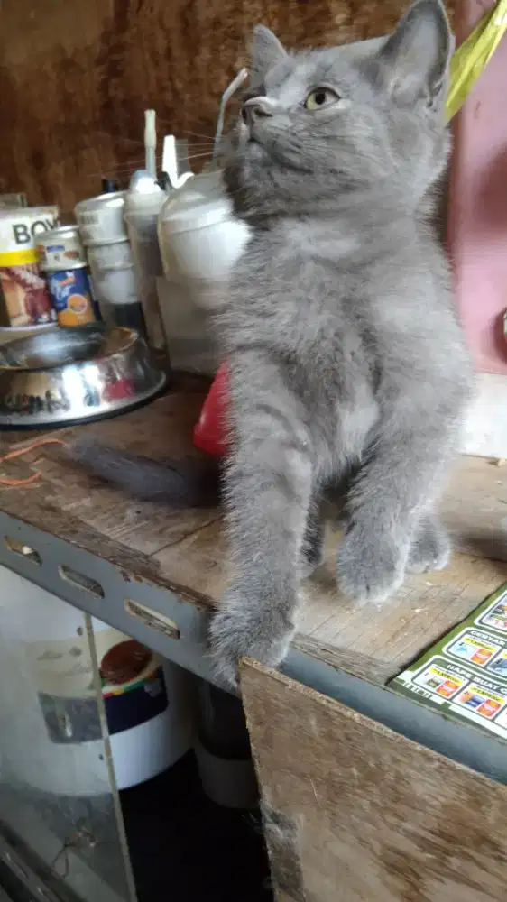Kitten Persia Jantan Abu-abu