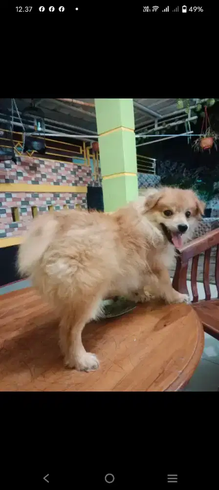 Dijual anjing murah 1 juta nett sepasang