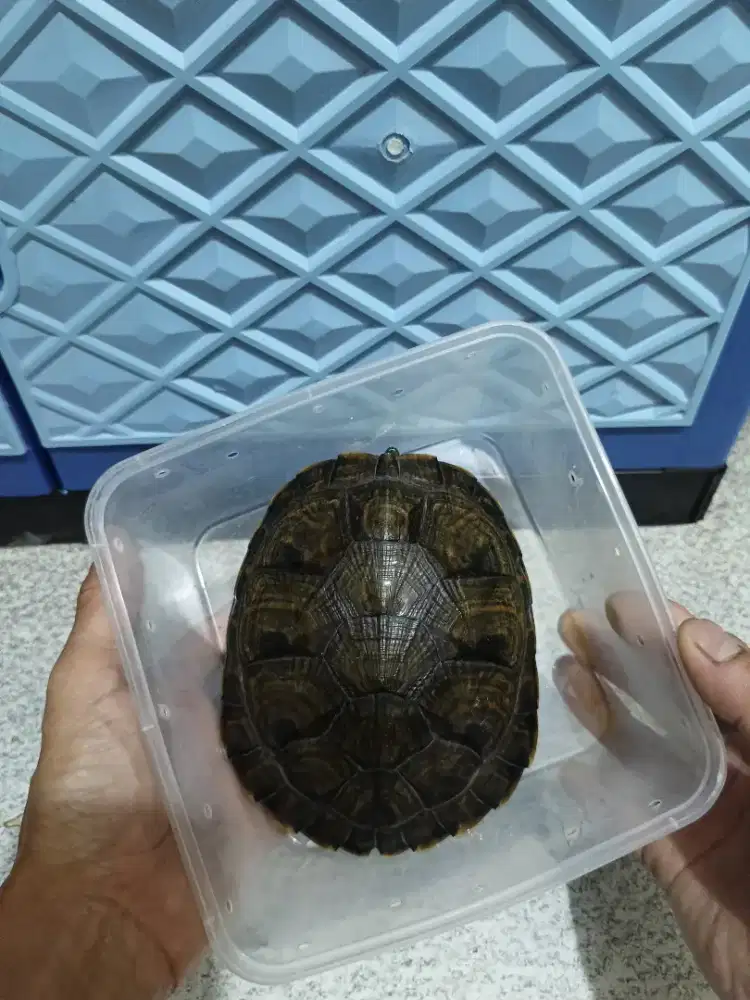 Kura air venusta jantan dewasa