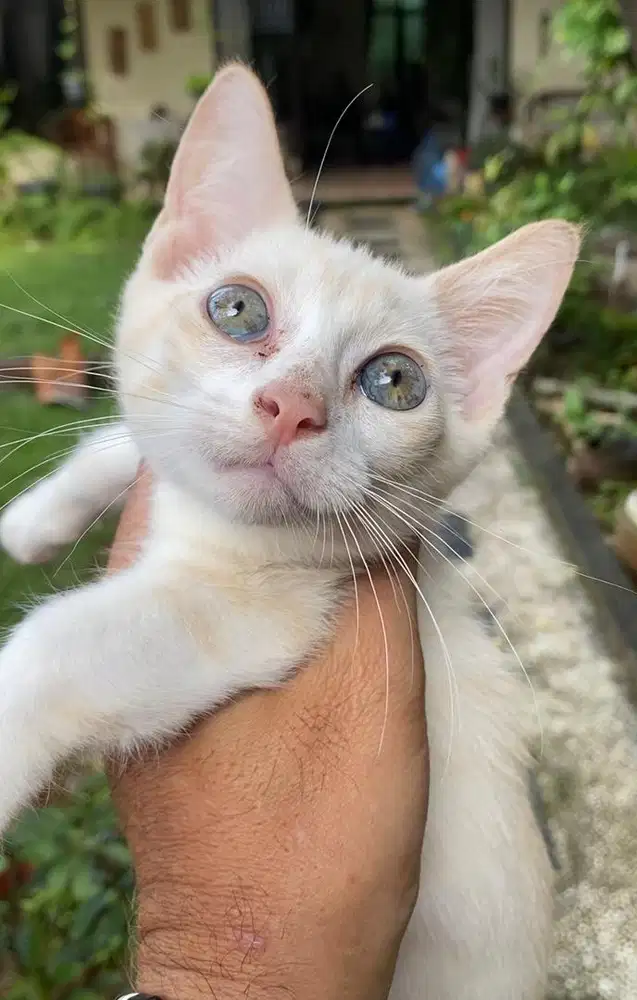 kucing munchkin jantan