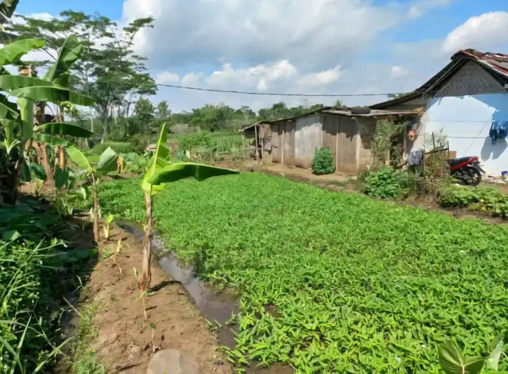 Dijual Tanah lokasi strategis Berkoh dekat kampus kedokteran unsoed