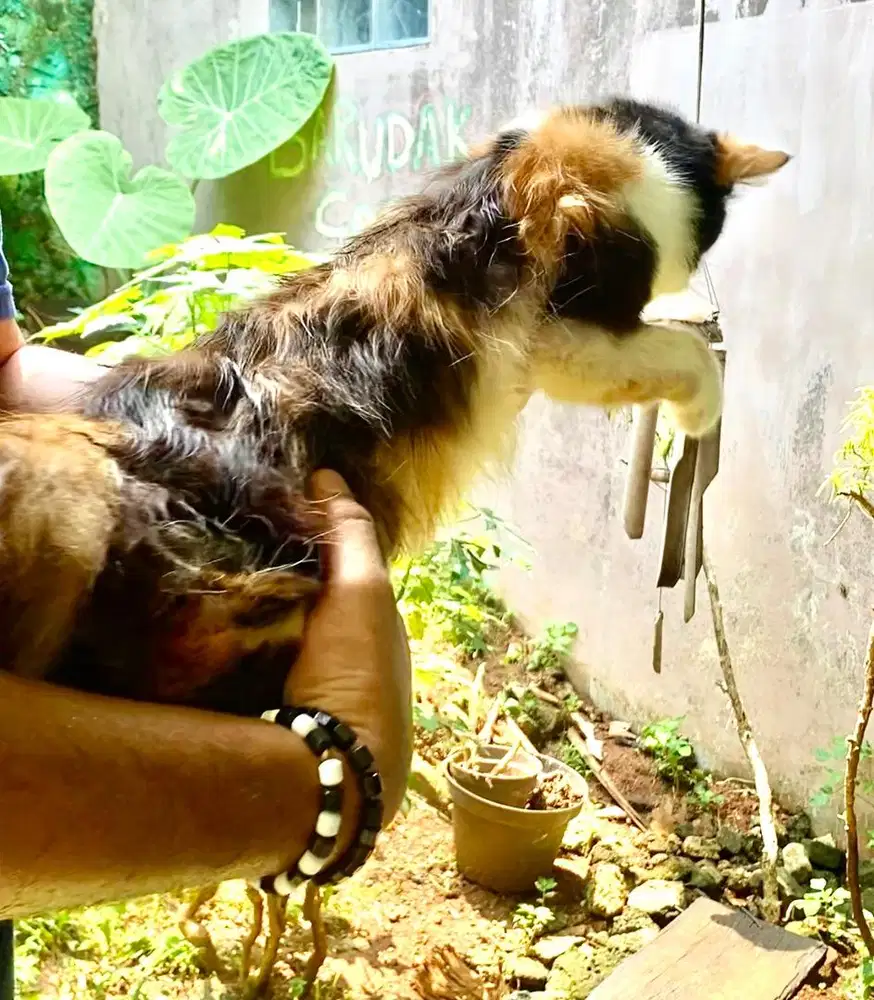 kucing mix mainecoon betina