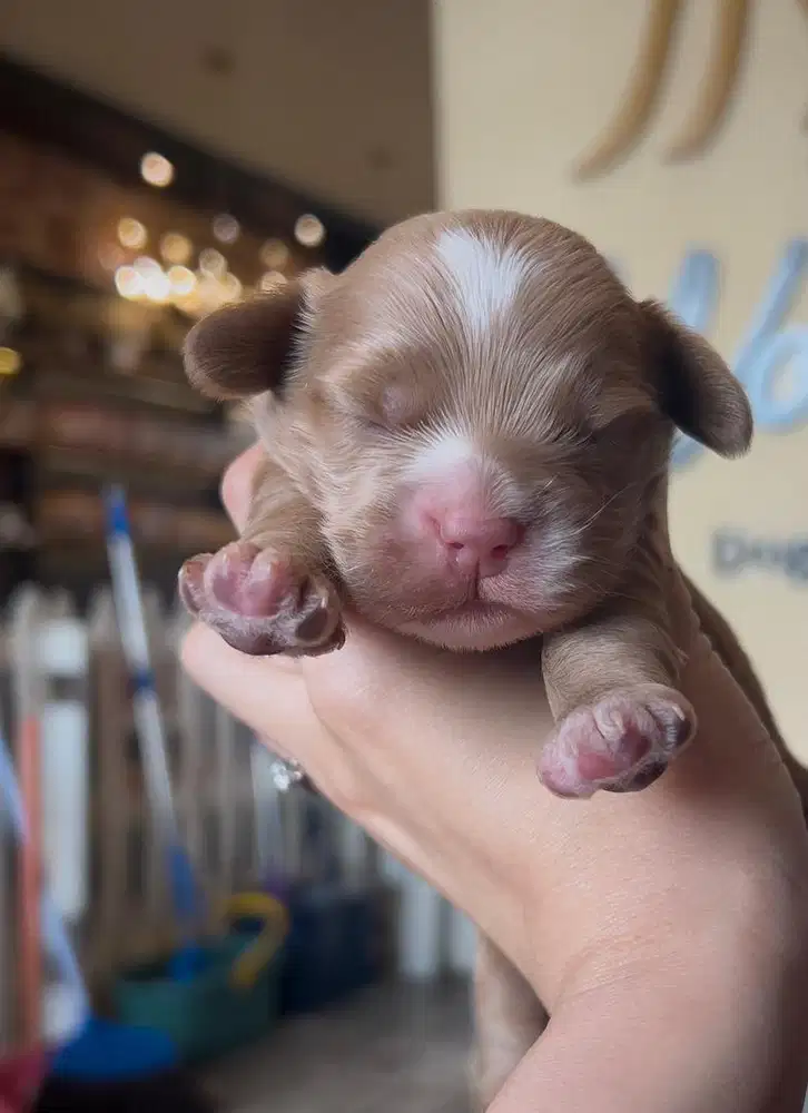 Dijual Cockapoo (cocker spaniel mix poodle)