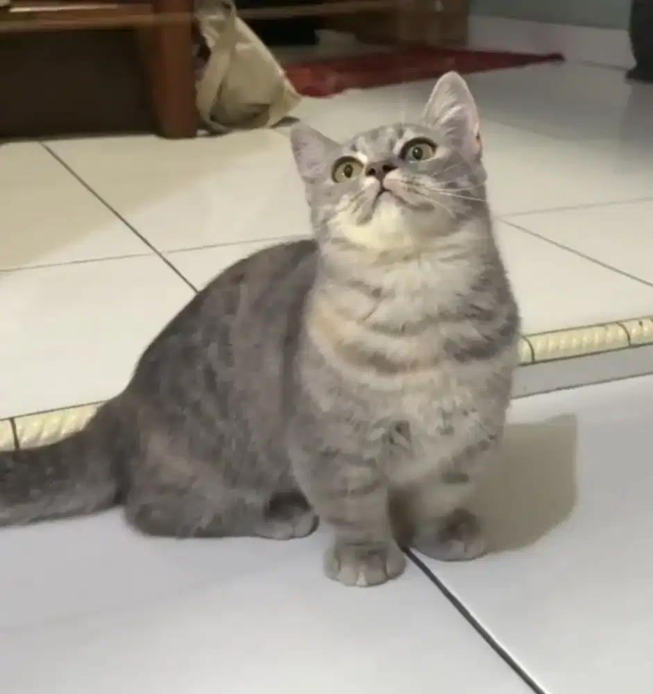 Munchkin BSH Blue Tabby Female