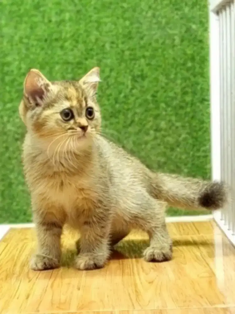 British Shorthair Golden