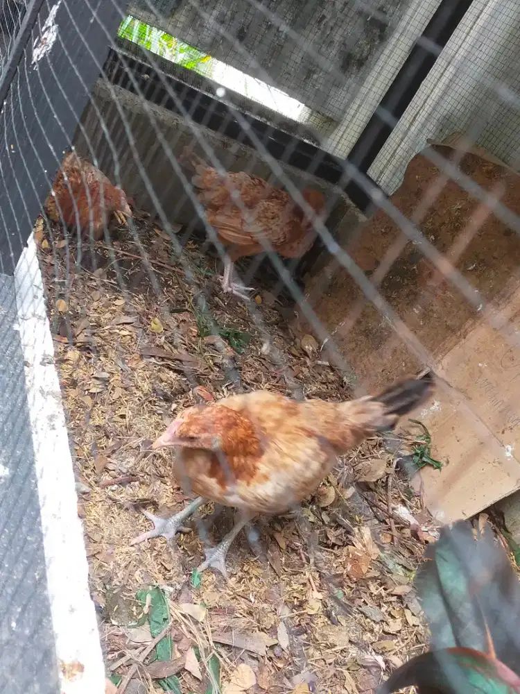 Jual Ayam Elba Jantan Betina