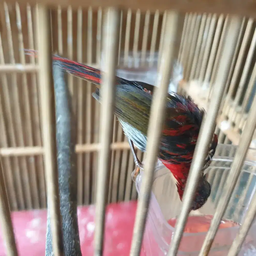 Kolibri SP raja ekor merah dewasa & anakan