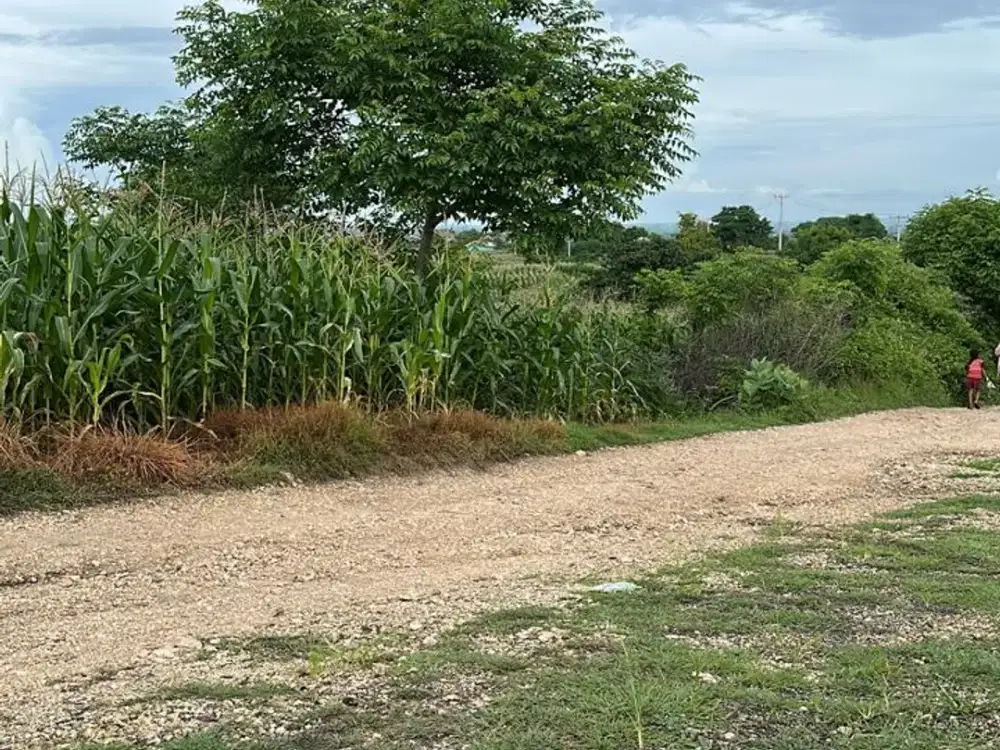 Tanah Dijual di Lombok Timur