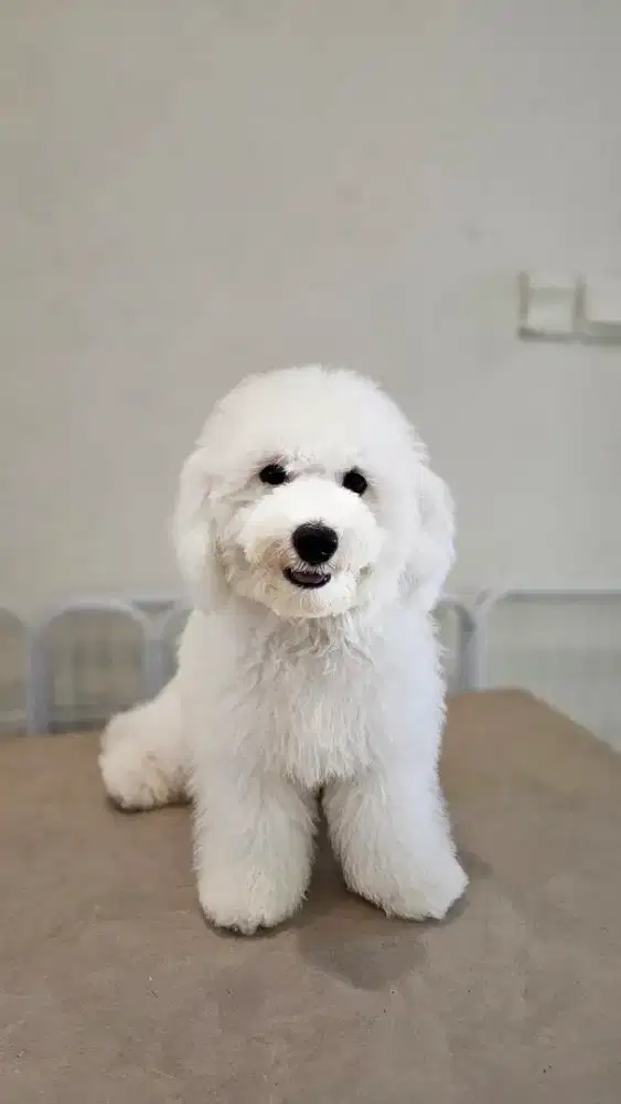 Di jual Bichon Frise Female