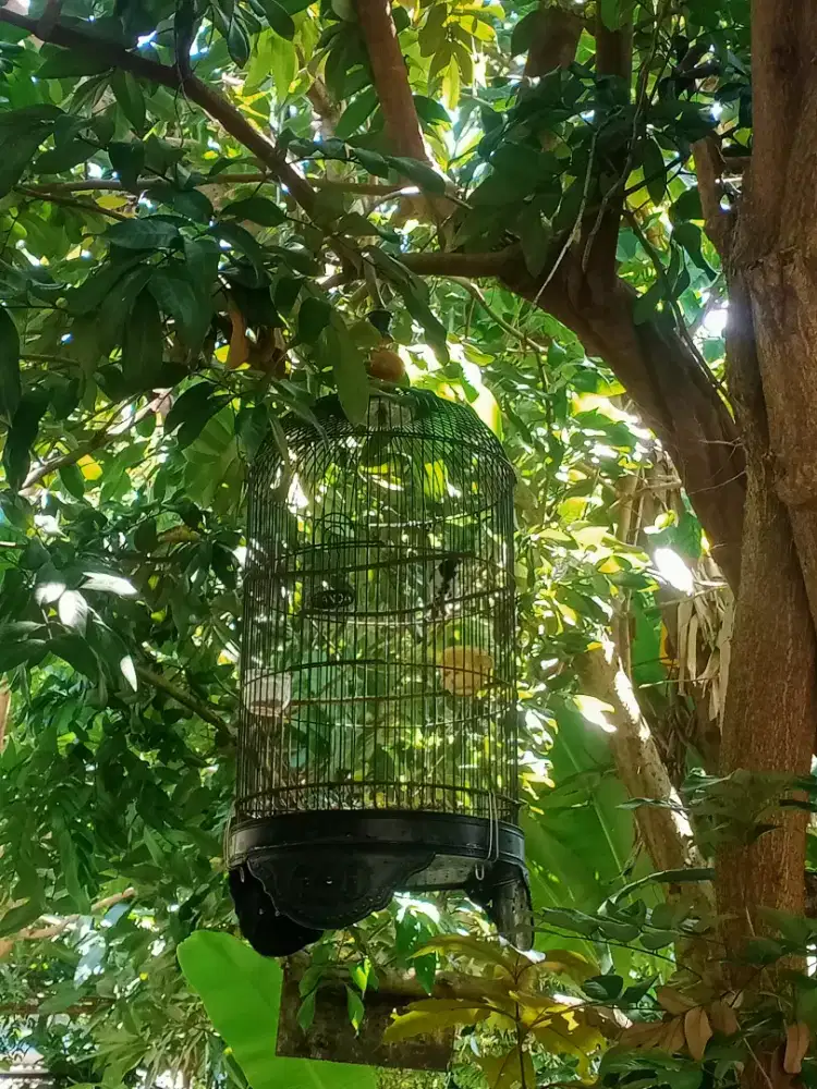 Burung glawing receh cehh