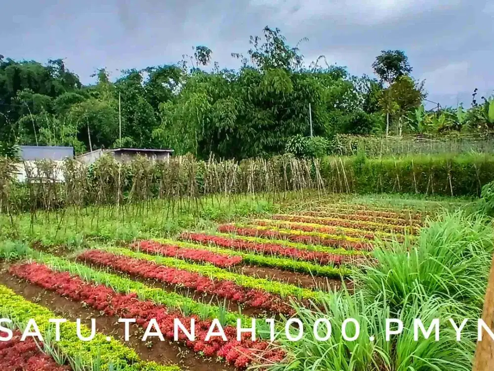 Dijual tanah kebun subur pinggir jalan strategis akses mudah