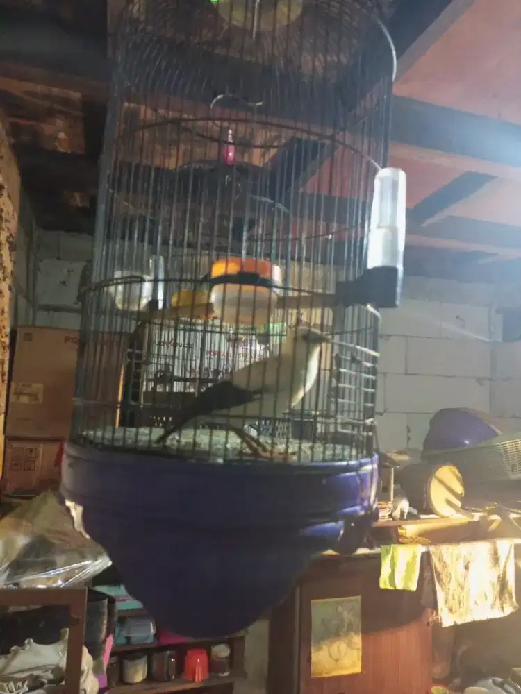 Jalan alis kuning fullset gacor dorr