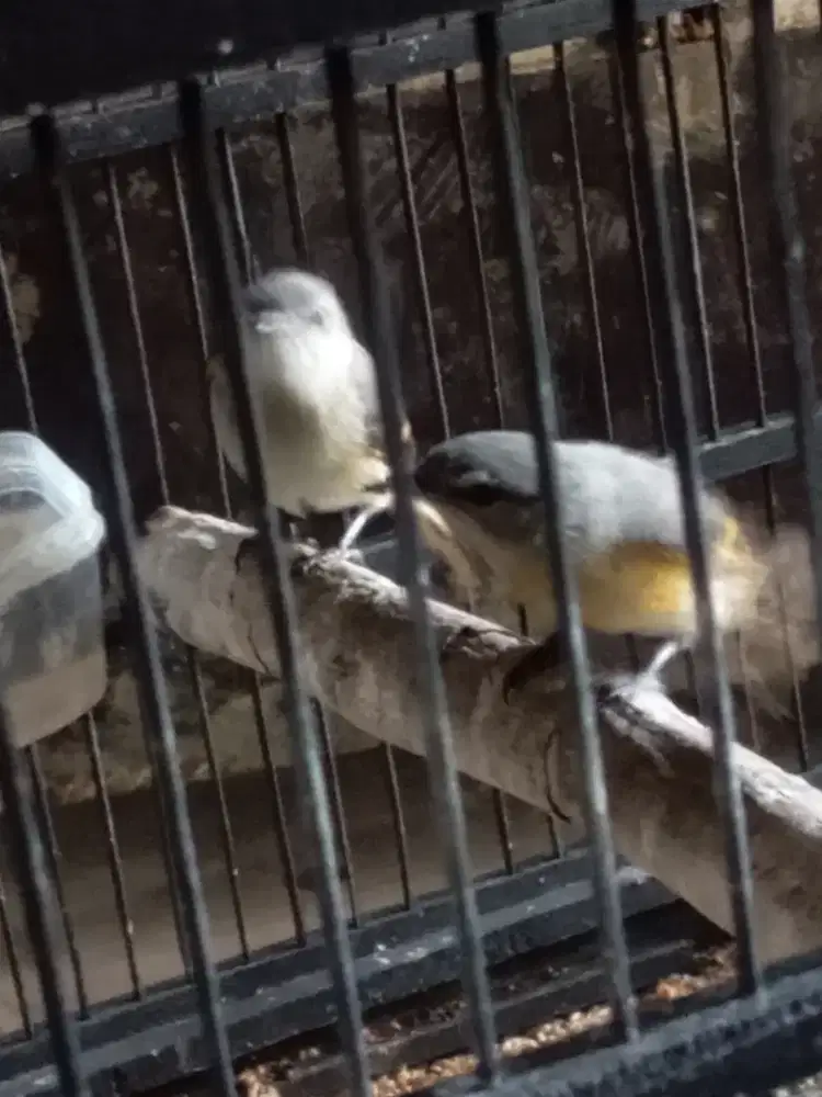 sepasang mantenan dewasa