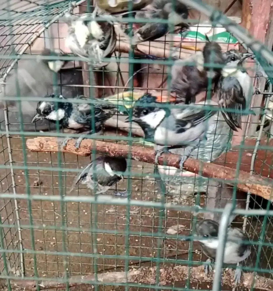 Burung glatik wingko sudah di latih makan vor