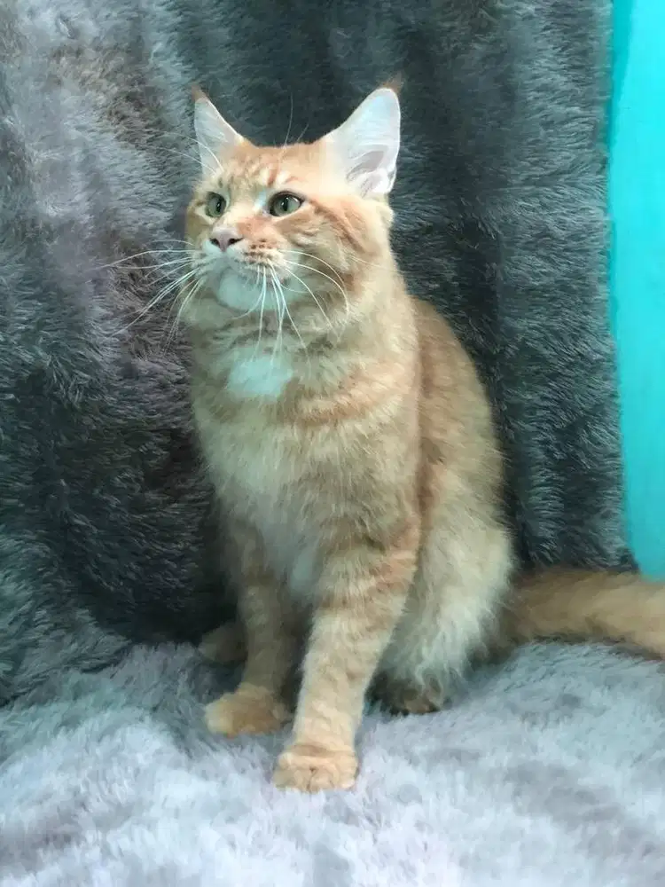 MAUNECOON JANTAN DOUBLE PED