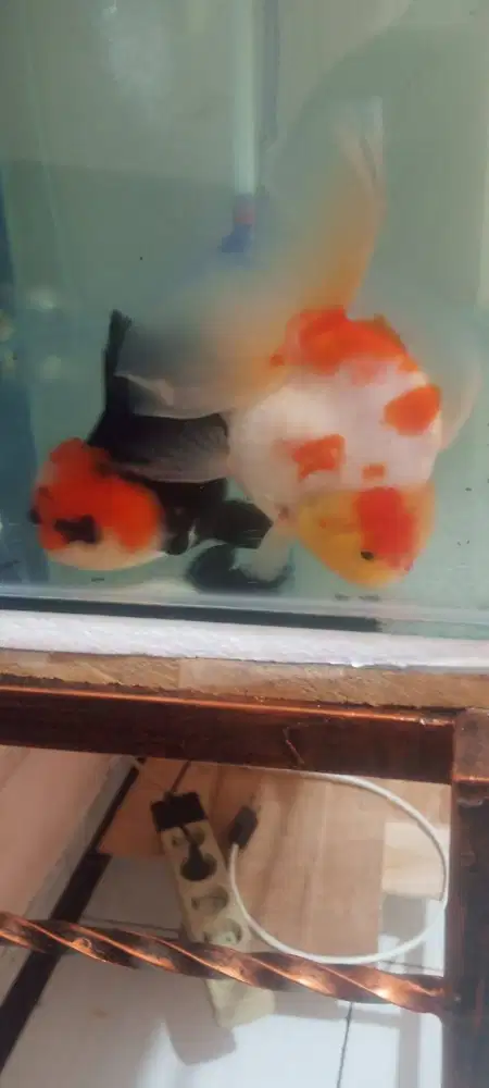 koki oranda ukuran sedang