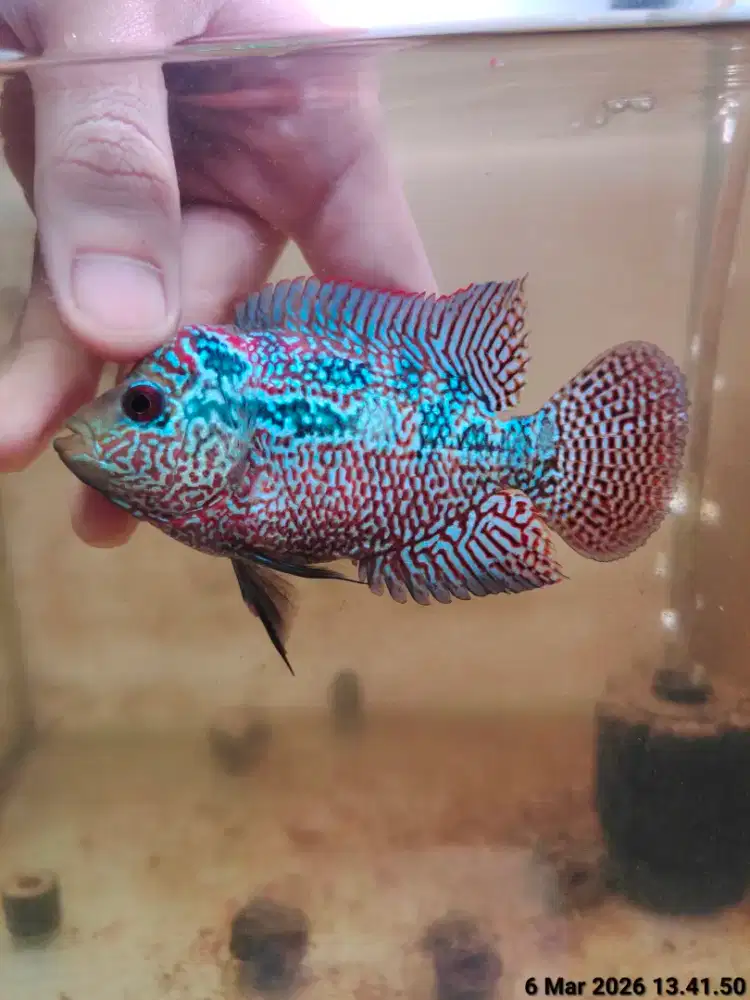 ikan louhan cencu 9cm merah marking cilnong