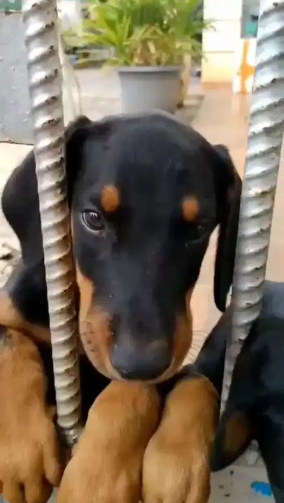 Anjing Doberman Puppies Anak anjing Doberman
