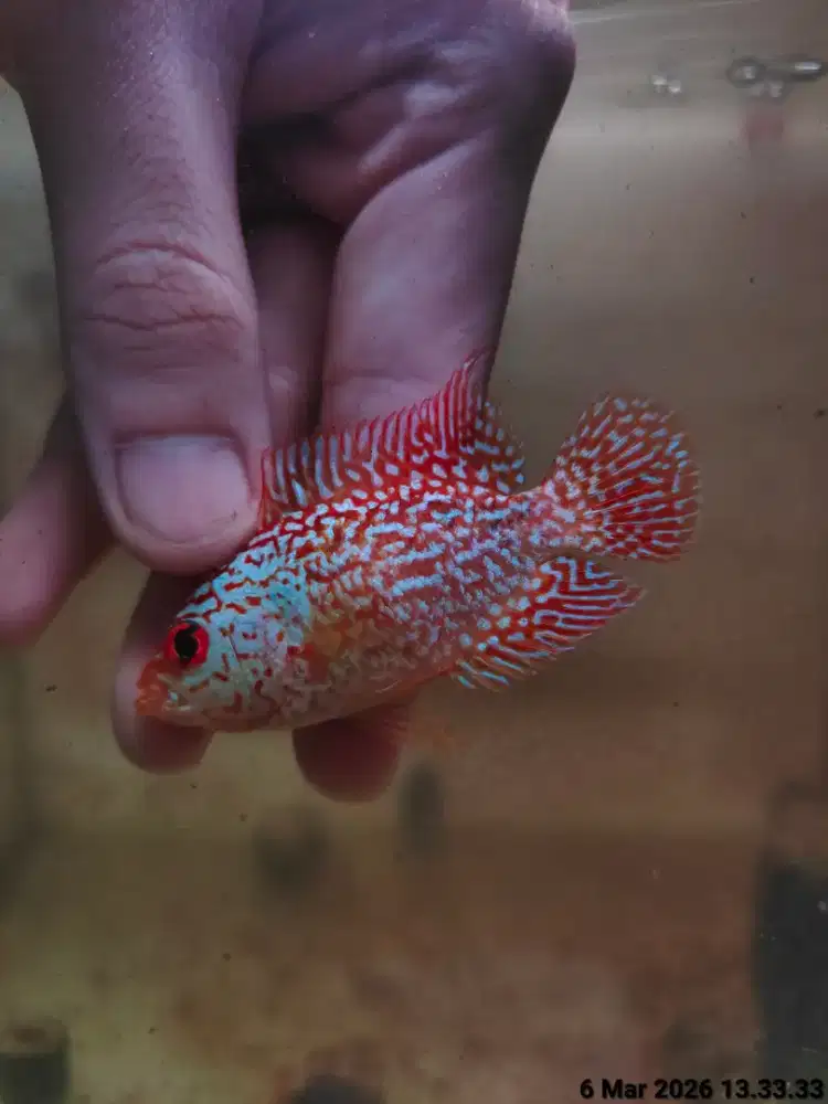 ikan lohan gb cencu 6cm full mutiara crossface goldenbase cencu